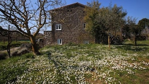A stone building with a sloped roof, surrounded by a field of white flowers and trees. - Azienda Agricola Le tore srl (Massa Lubrense)
