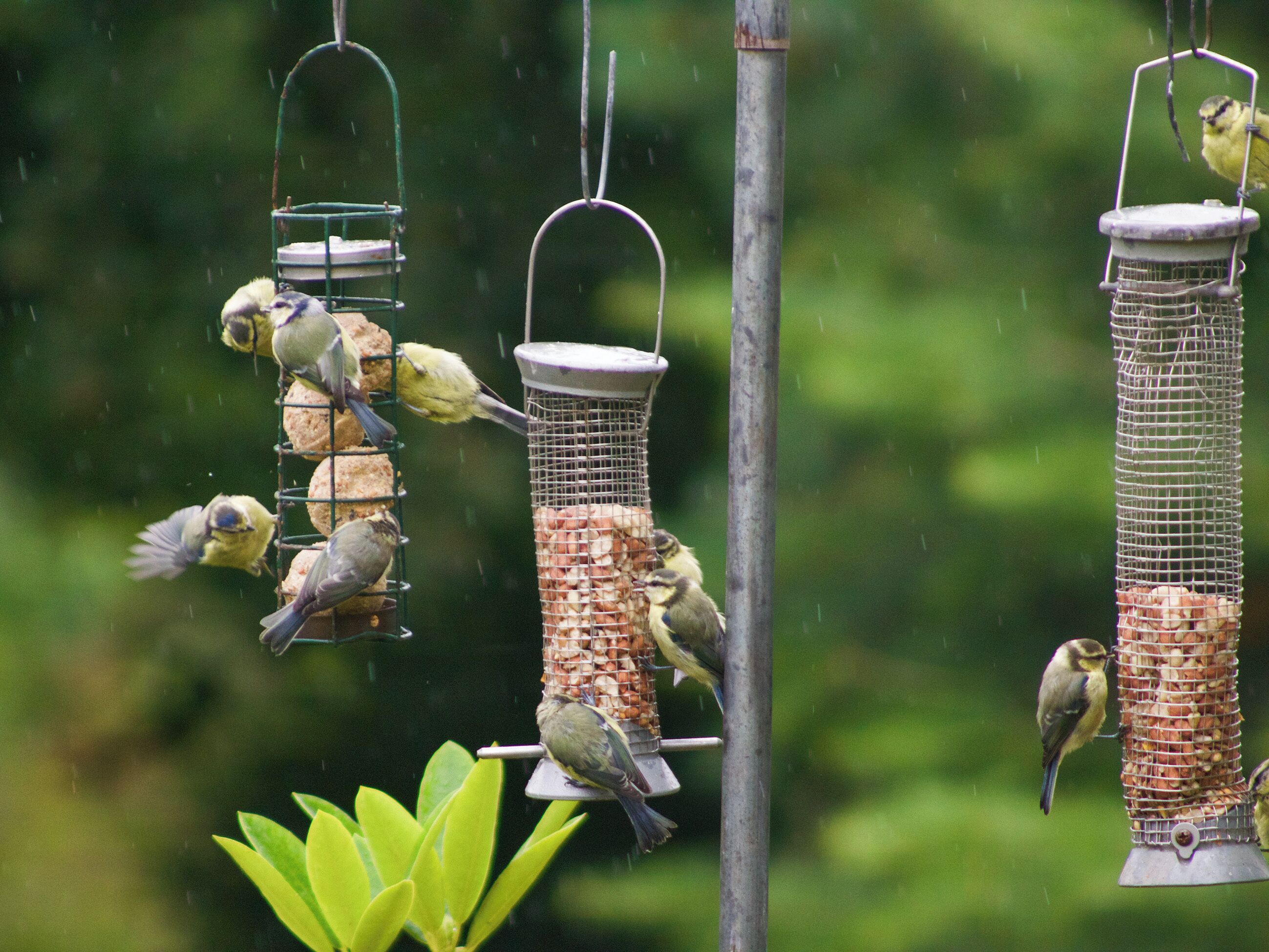 Plusieurs mangeoires à oiseaux, occupées par des oiseaux, sont entourées de verdure.