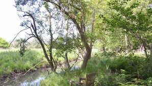 Eine Bank am ruhigen Fluss, umgeben von üppiger Vegetation und Bäumen.