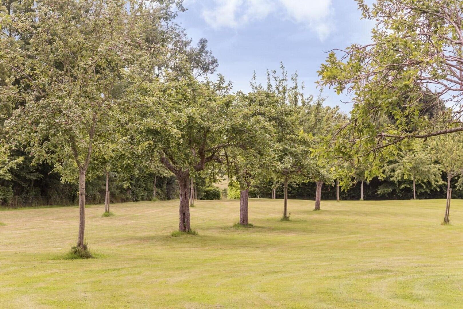Un champ herbeux avec des arbres répartis à intervalles réguliers.