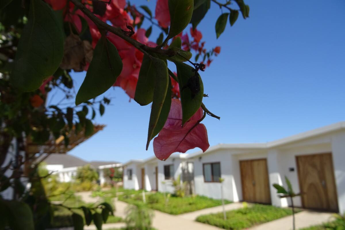 A residential area with white houses, a clear blue sky, and a garden with green plants and pink flowers.