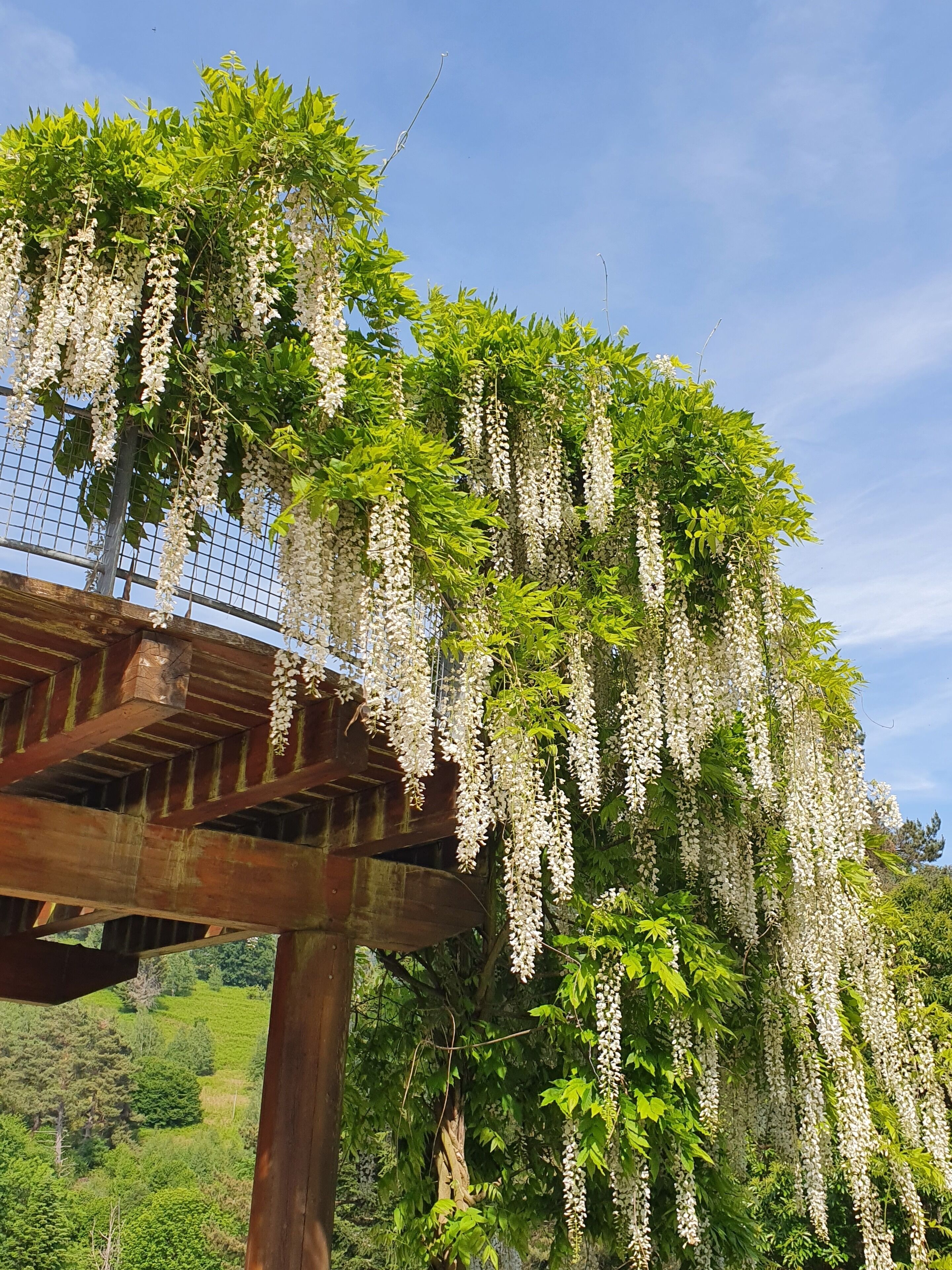 Une pergola en bois ornée de plantes grimpantes à fleurs blanches.