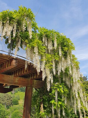 Una pergola in legno con rampicanti fioriti bianchi.