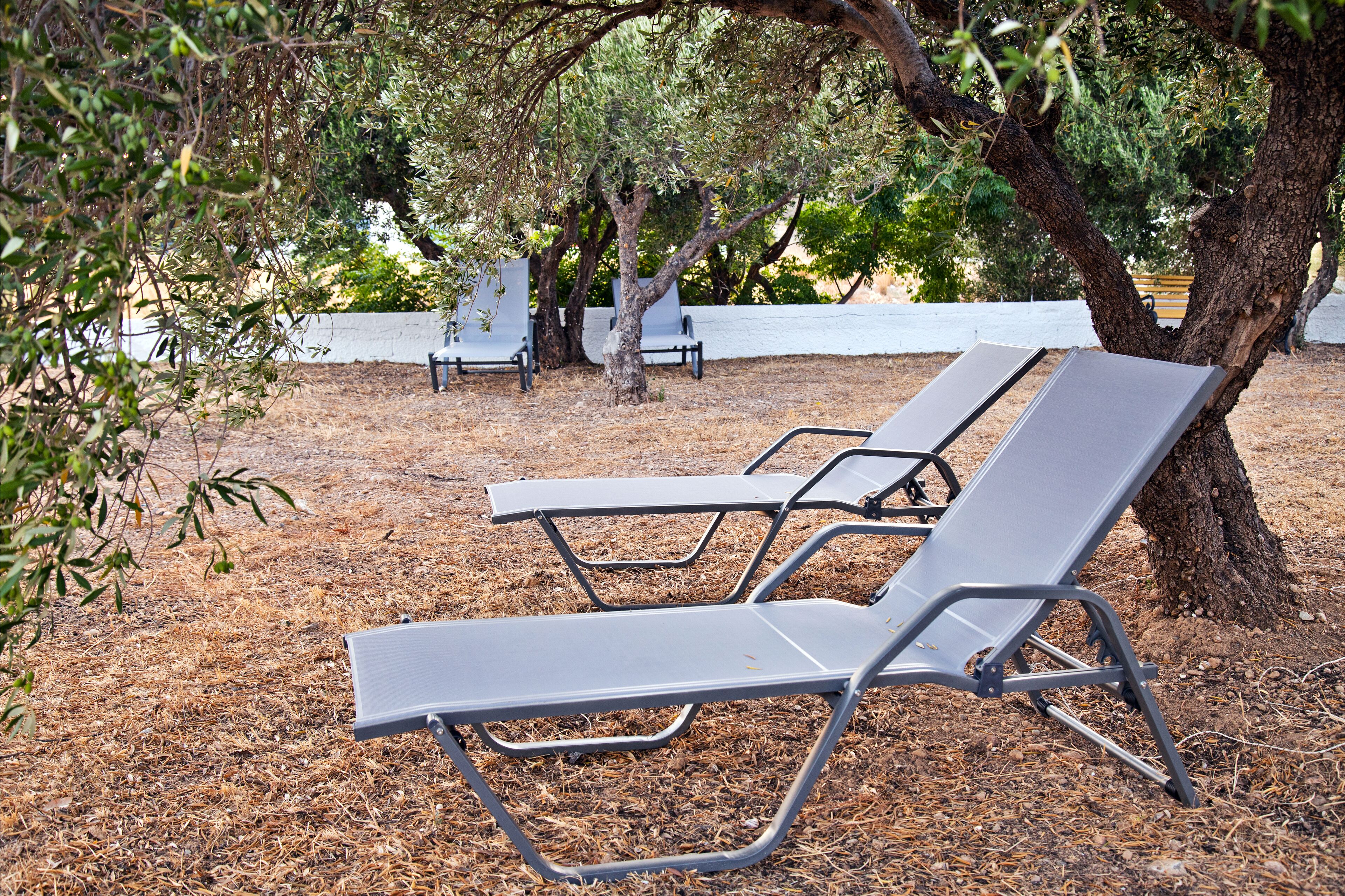 Une rangée de chaises longues en métal se trouve sous un arbre, dans une zone herbeuse et aride, avec une clôture blanche en arrière-plan.