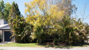 A residential area with a house, a lawn, and various trees, including palm trees.