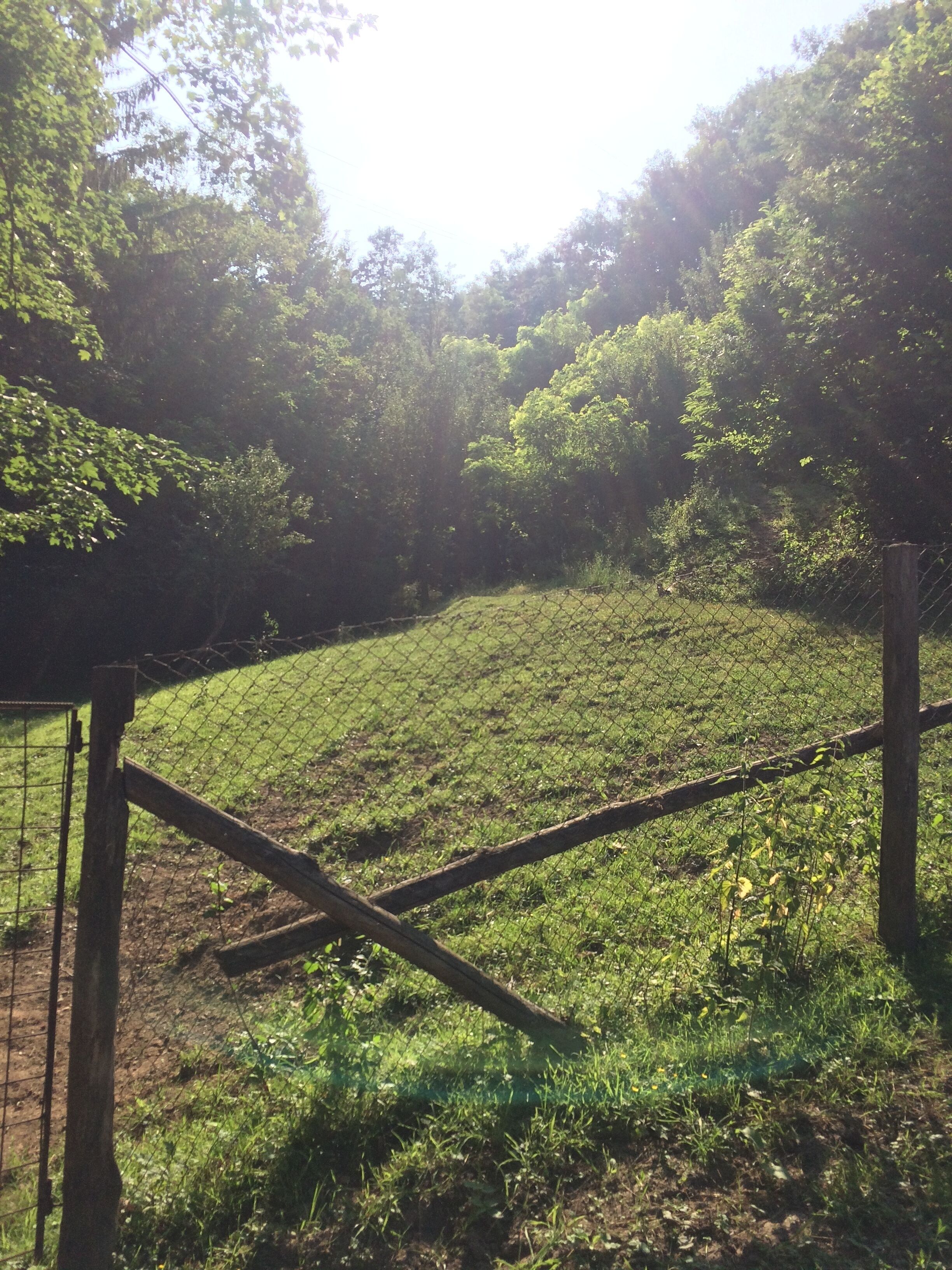 Ein von einer Zäunung umgebenes Feld mit einem Feldweg, der von dichten Bäumen gesäumt wird.