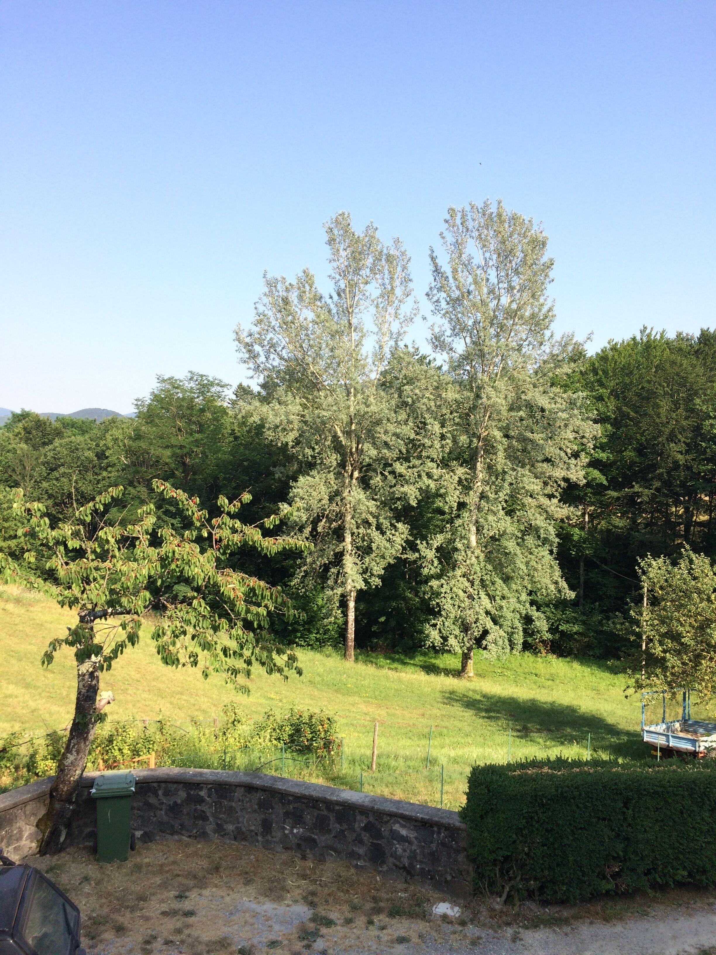 A rural landscape with a stone wall, a green trash bin, and a variety of trees.