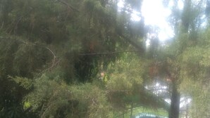 Un bosque denso con diversidad de árboles y un cielo despejado.
