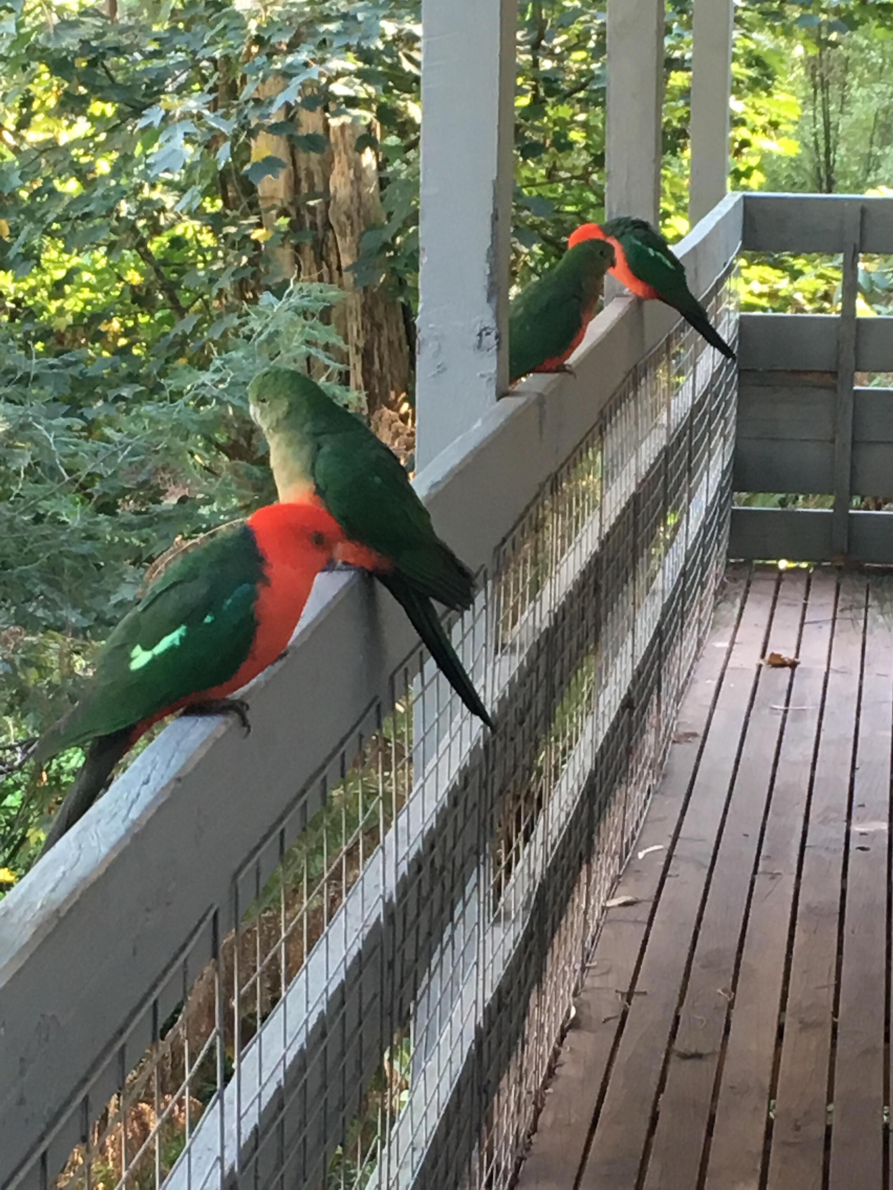 Tranquil hideaway in the rainforest — image 30