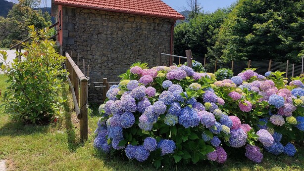 Un edificio de piedra con techo de tejas rojas, rodeado de abundante vegetación y vibrantes arbustos de hortensias.