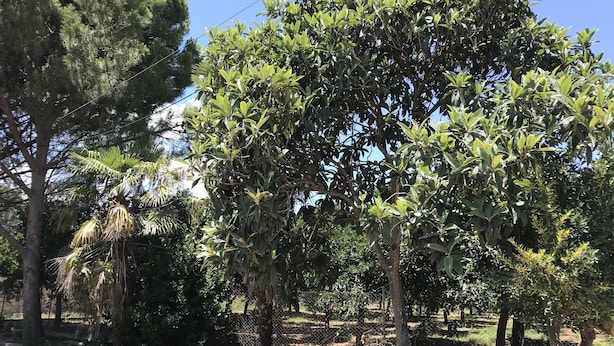 A tree-lined pathway with a fence and a grassy area. - Taygetos (Sparta)