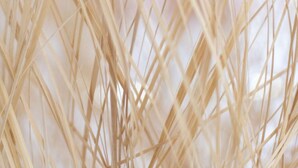 A close-up of a woven, transparent structure, likely part of a room's decor or furniture. - Candide, Studio, 2 people (París)