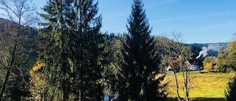 Paisaje rural con altos árboles de hoja perenne, cielo azul despejado y una casa distante con humo saliendo de su chimenea.