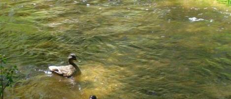 A pond with ducks swimming.
