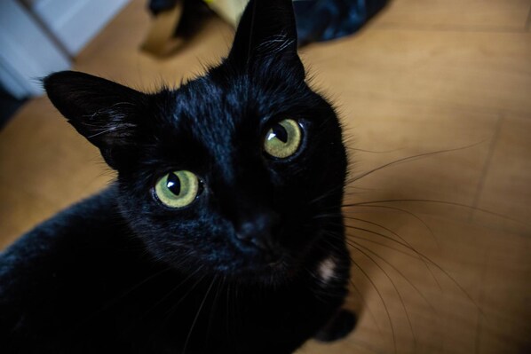 A close-up of a black cat with green eyes. - Crofts Hotel (Cardiff)