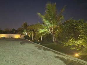 A nighttime view of a paved road with palm trees and a white wall on the left.