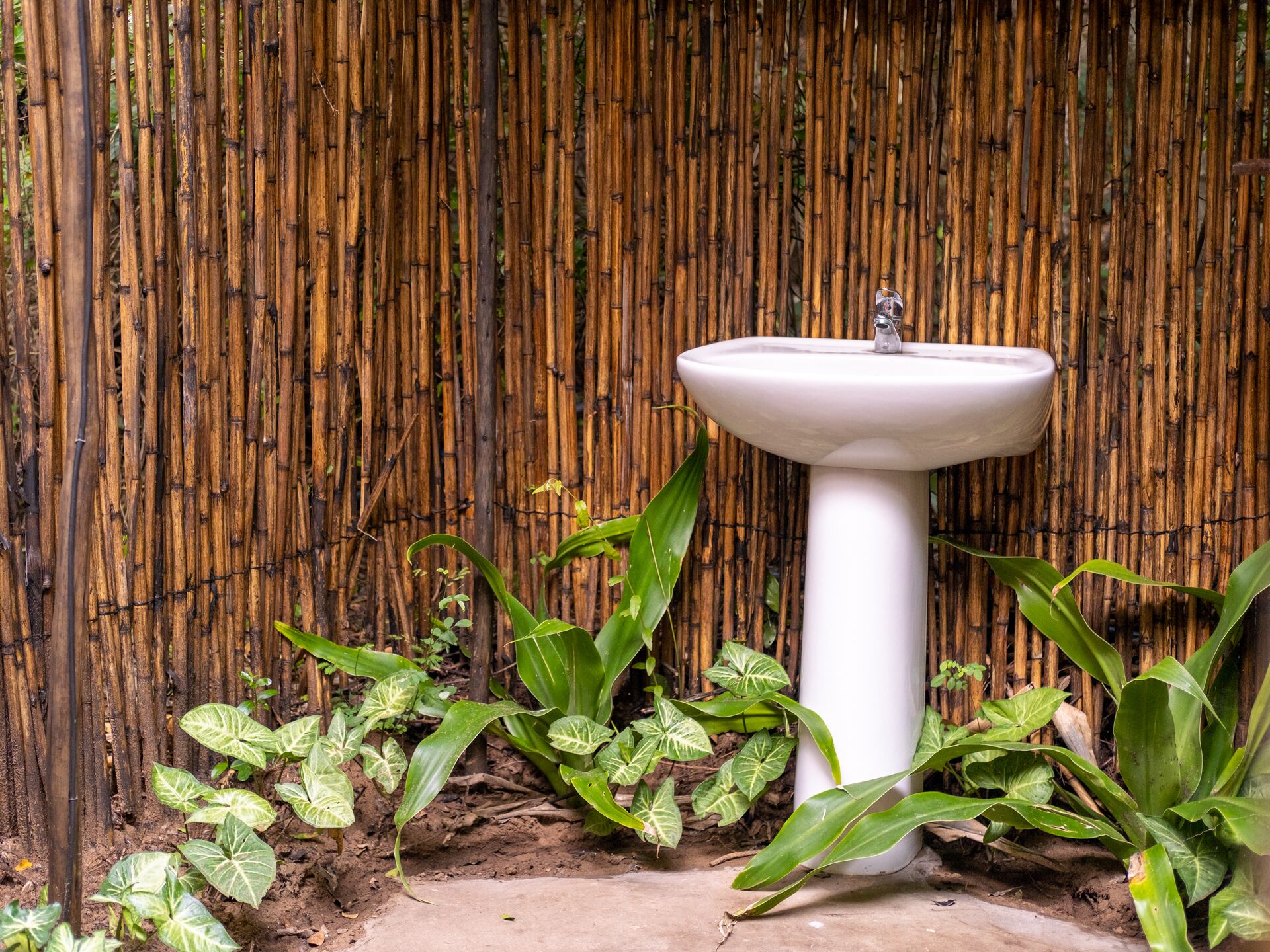 Un lavamanos blanco sobre un pedestal frente a una pared de bambú, rodeado de plantas verdes.