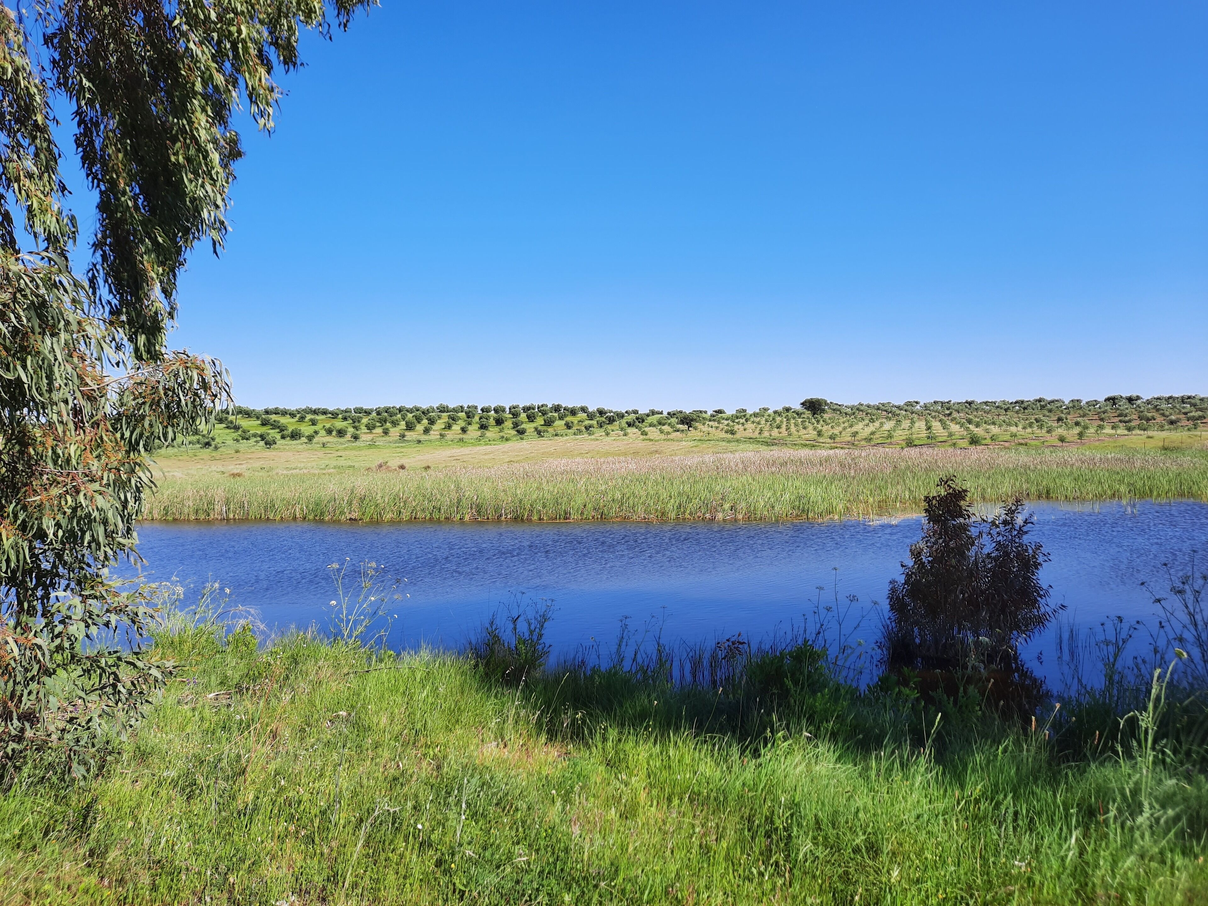 Eine friedliche Landschaft mit einem Gewässer, grünen Feldern und einer fernen Baumlinie.