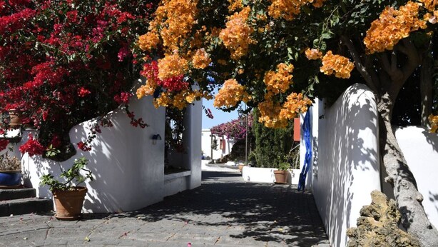 Une rue étroite aux murs blancs, bordée d’un chemin où sont disposées des plantes en pot et des arbustes en fleurs.