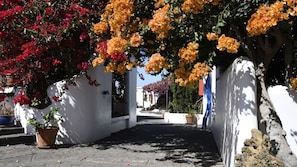 A narrow street with white walls and a pathway lined with potted plants and flowering bushes.