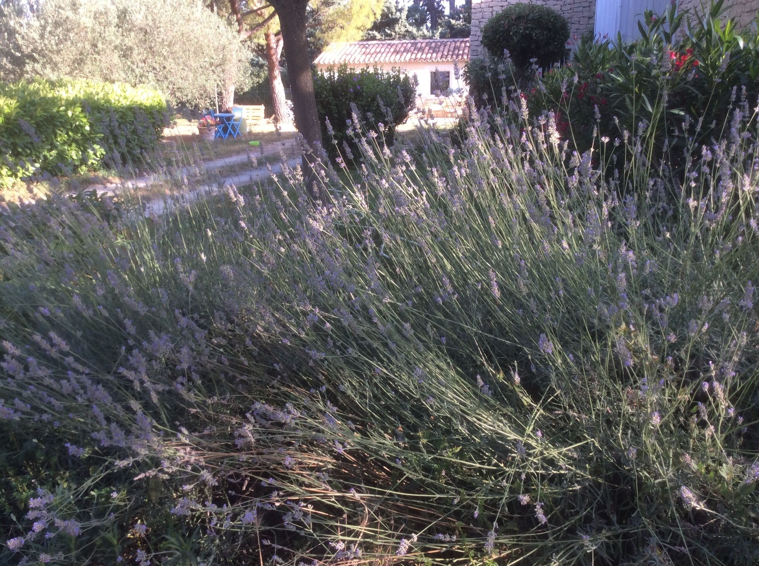 Áreas de la propiedad