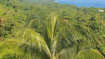 A lush, tropical landscape with dense greenery and a view of the ocean.