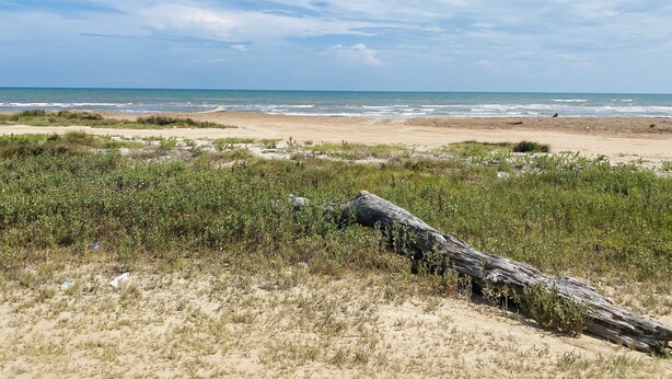 A beach with a large log in the foreground, sandy dunes, and the ocean in the background.