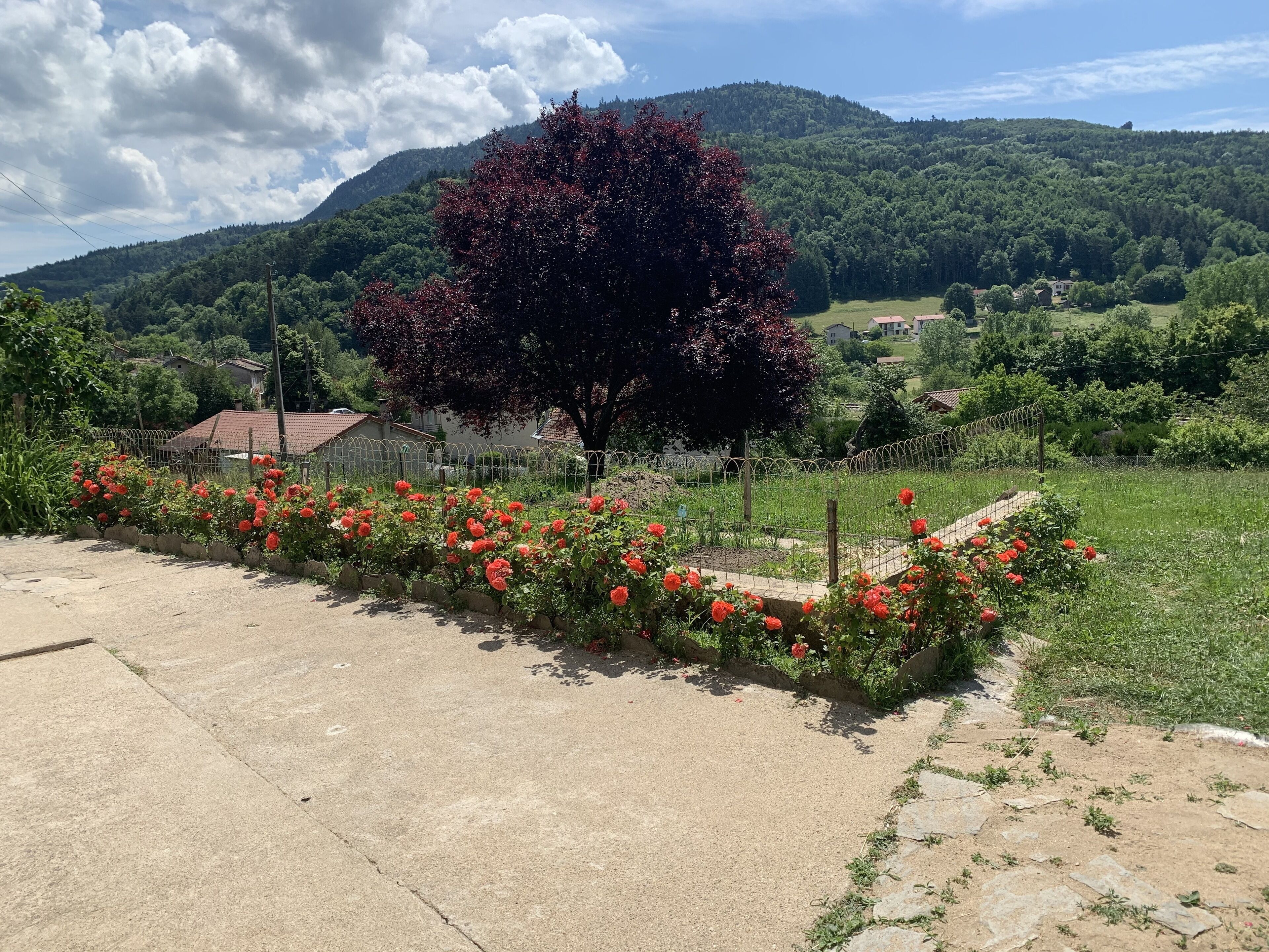 Paisatge rural amb un arbre gran, un llit de flors i una casa al fons.