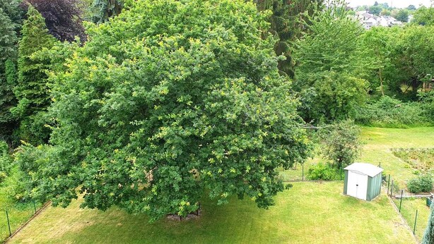 Ein großer Baum in einem gepflegten Garten mit einem kleinen Gartenhaus und einem eingezäunten Bereich.