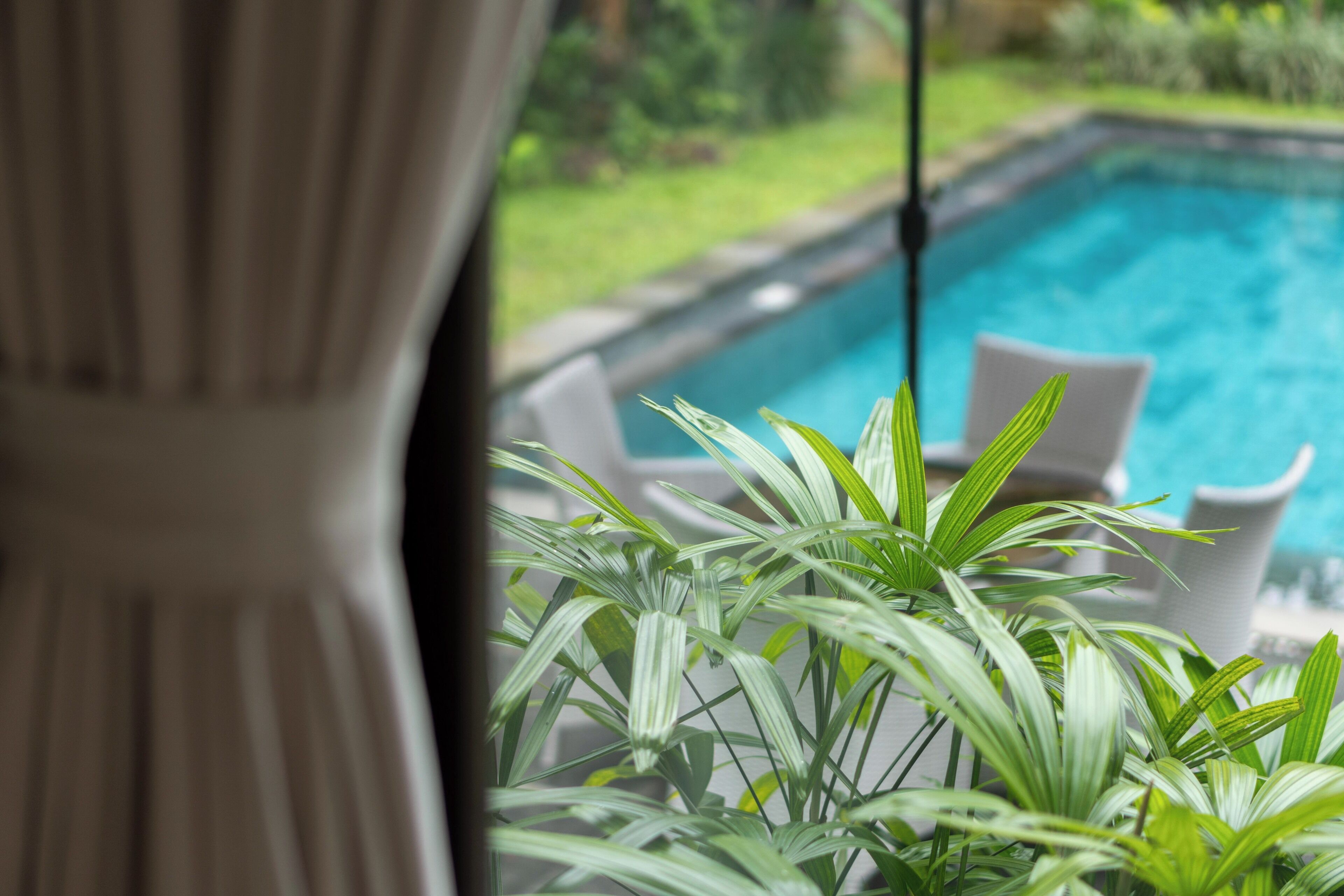 Une vue d’une piscine avec des chaises longues blanches et une végétation verdoyante au premier plan.