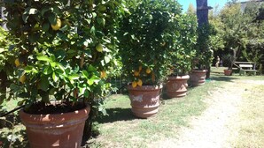 Árboles de limón en macetas en un jardín.