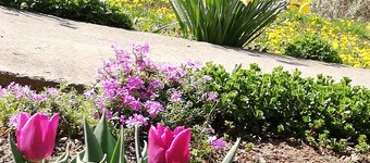 Jazz, Garden And Fresh Air