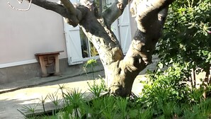 Un arbre avec un tronc épais et une petite touffe d’herbe devant.