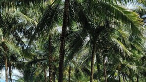 A pathway lined with palm trees leading to a beach area with umbrellas and a small structure. - L'Azure Resort and Spa (Phu Quoc)