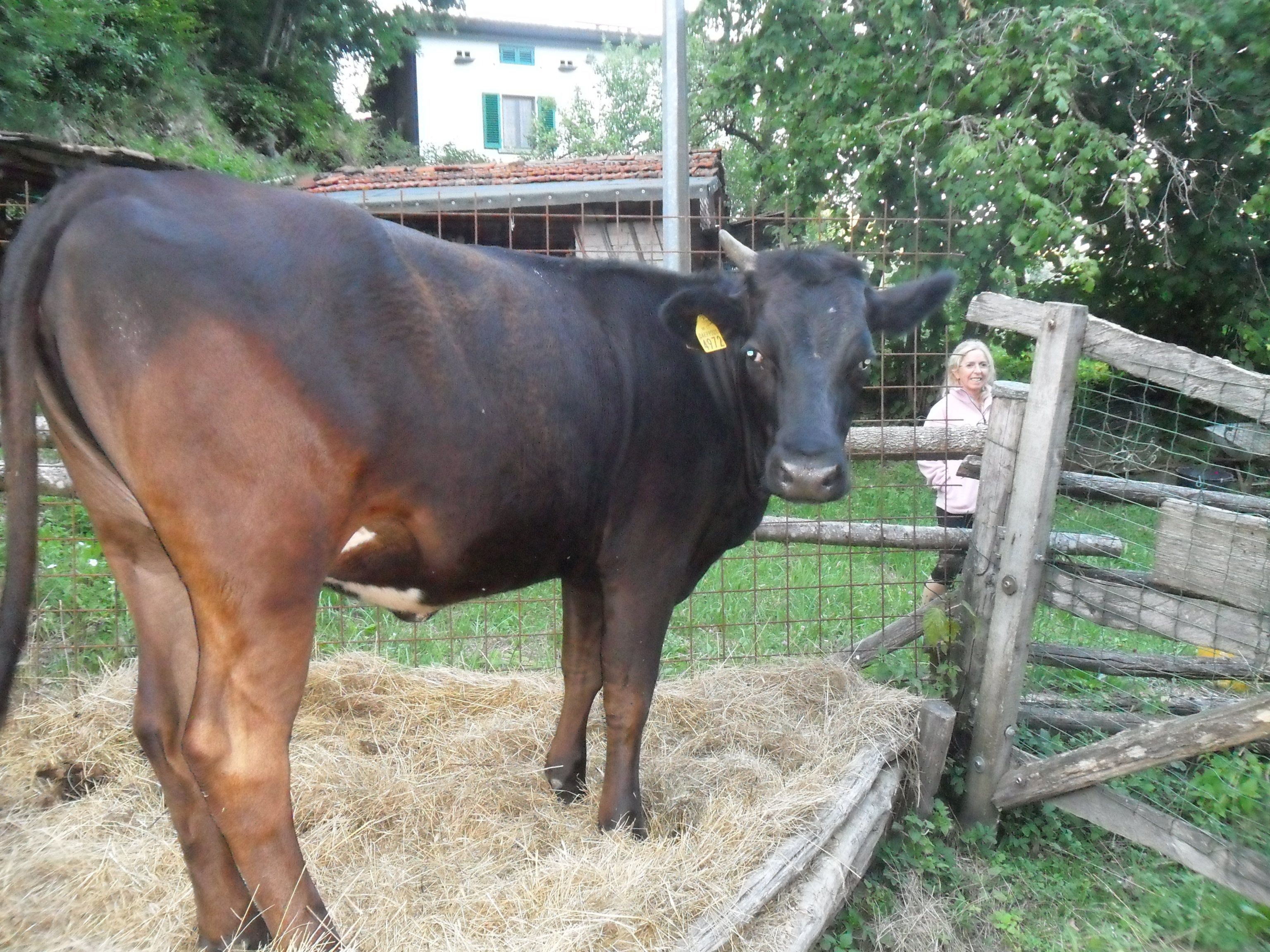 A cow standing in a pen with hay on the ground.