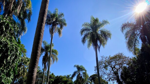 A swimming pool with a tiled edge, surrounded by palm trees and greenery, under a clear blue sky.