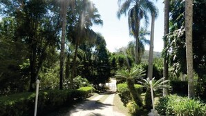 A pathway flanked by tall palm trees and dense foliage, leading to a building in the distance.