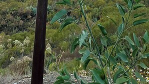 Un panneau indicateur directionnel avec de nombreuses flèches pointant vers différentes destinations, notamment Puerto de Santiago et un lieu situé à 4,2 km.