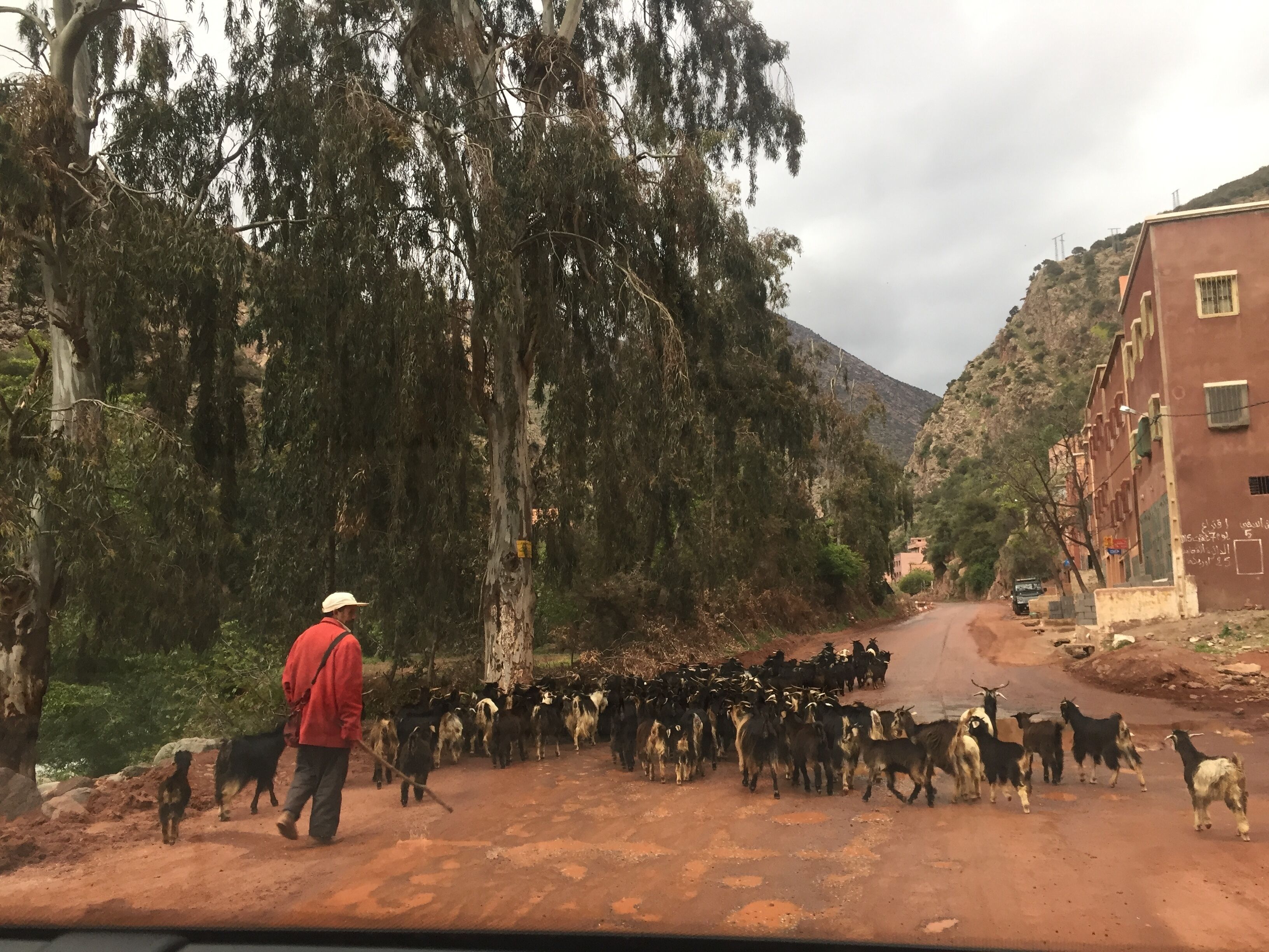 Un chemin de campagne bordé d’un troupeau de chèvres, qu’un homme conduit.