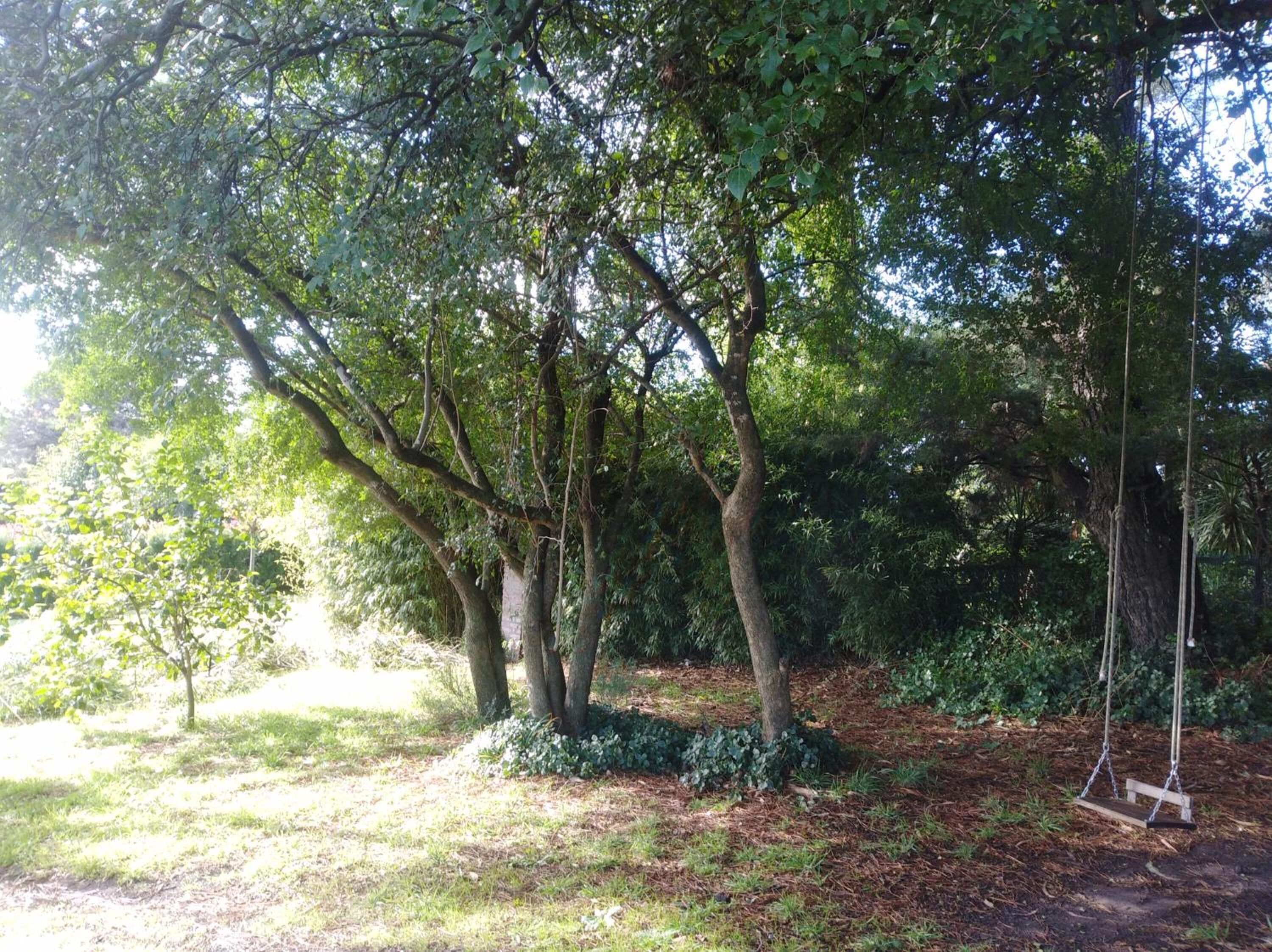 A wooded area with a swing set.