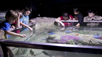 A group of people observing fish in an aquarium.