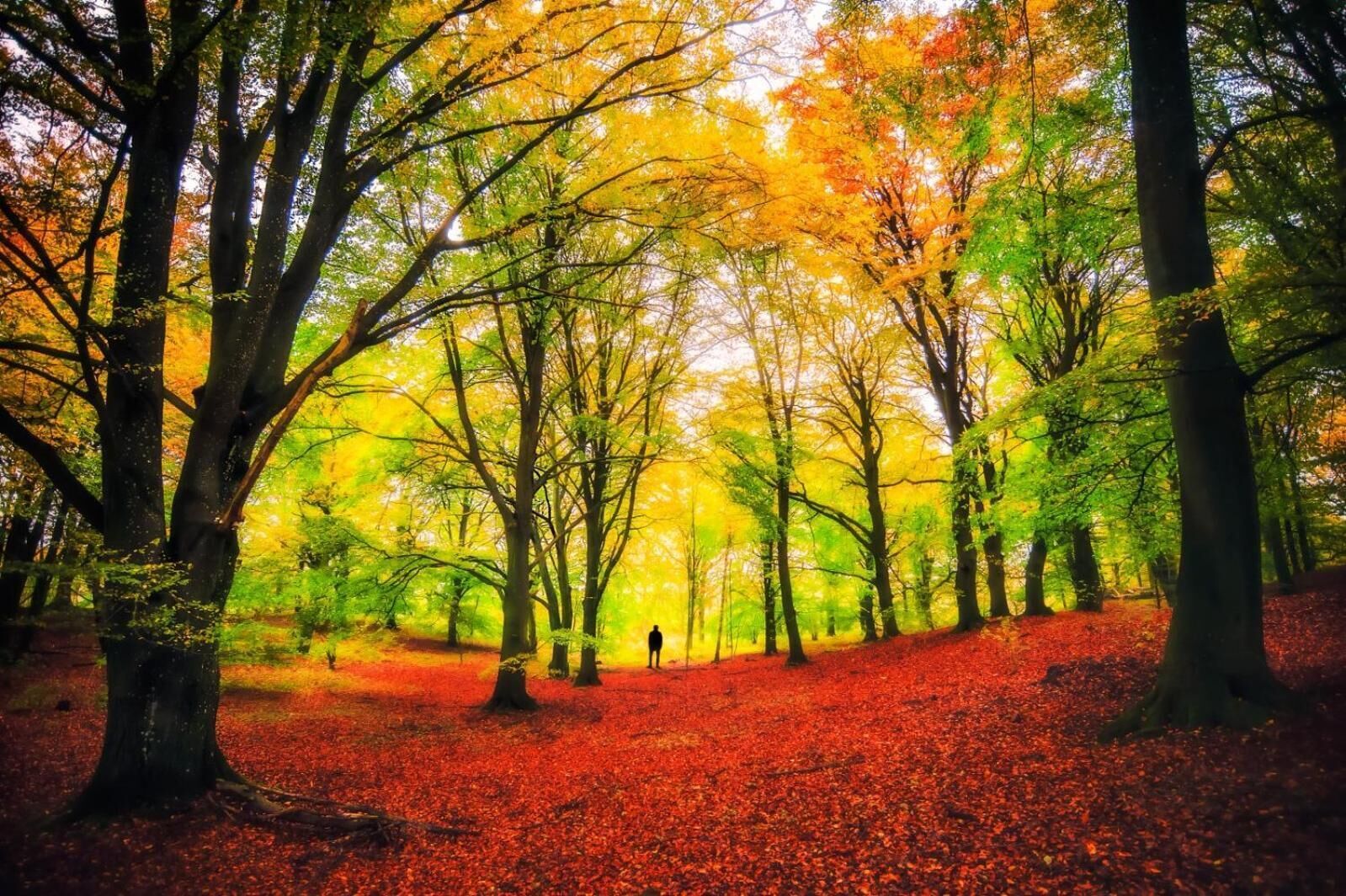 A forest with trees displaying autumn colors and a person walking on a path.