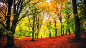 A forest with trees displaying autumn colors and a person walking on a path.