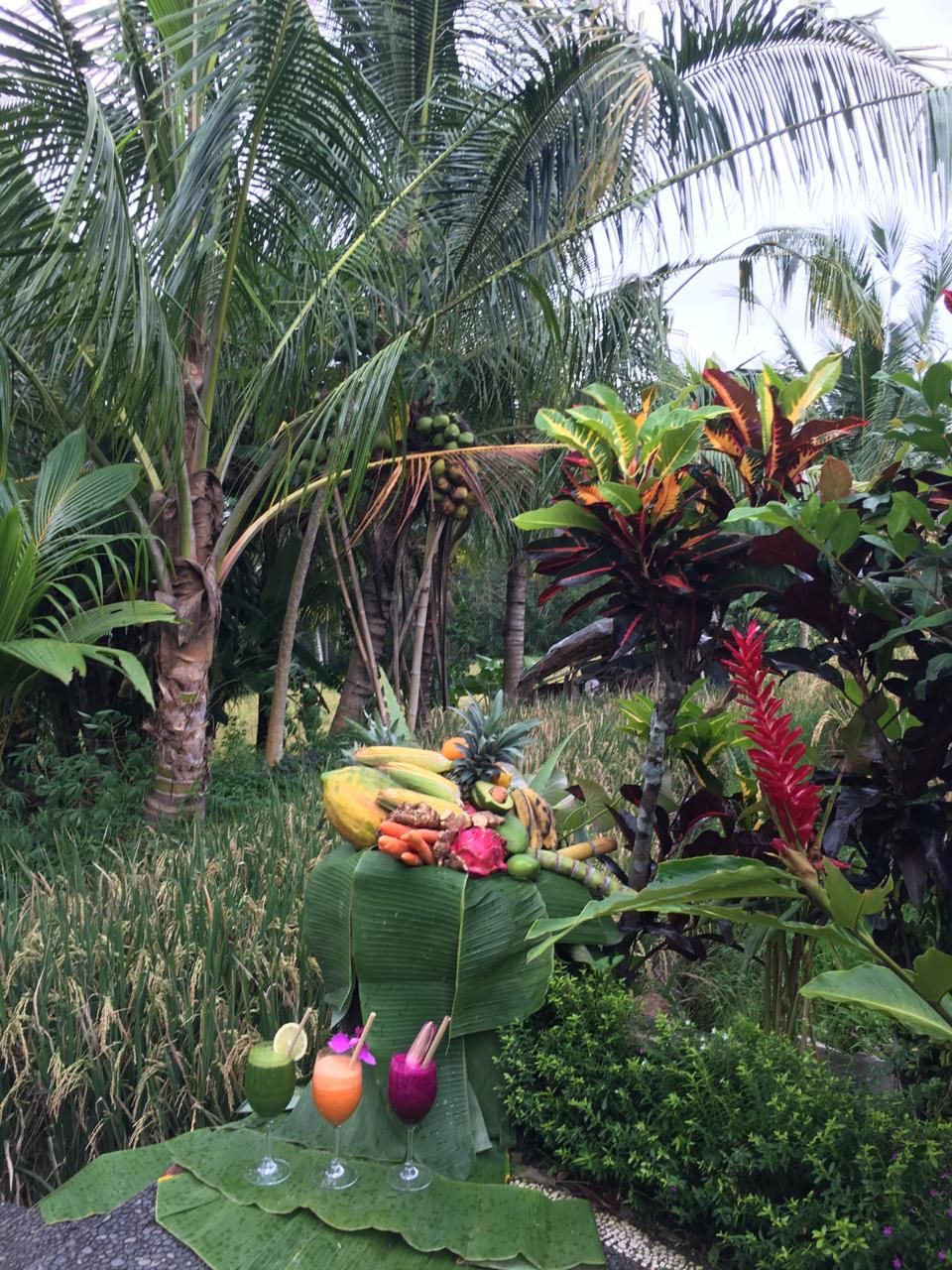 A tropical garden with a variety of plants and a display of fruits and beverages.