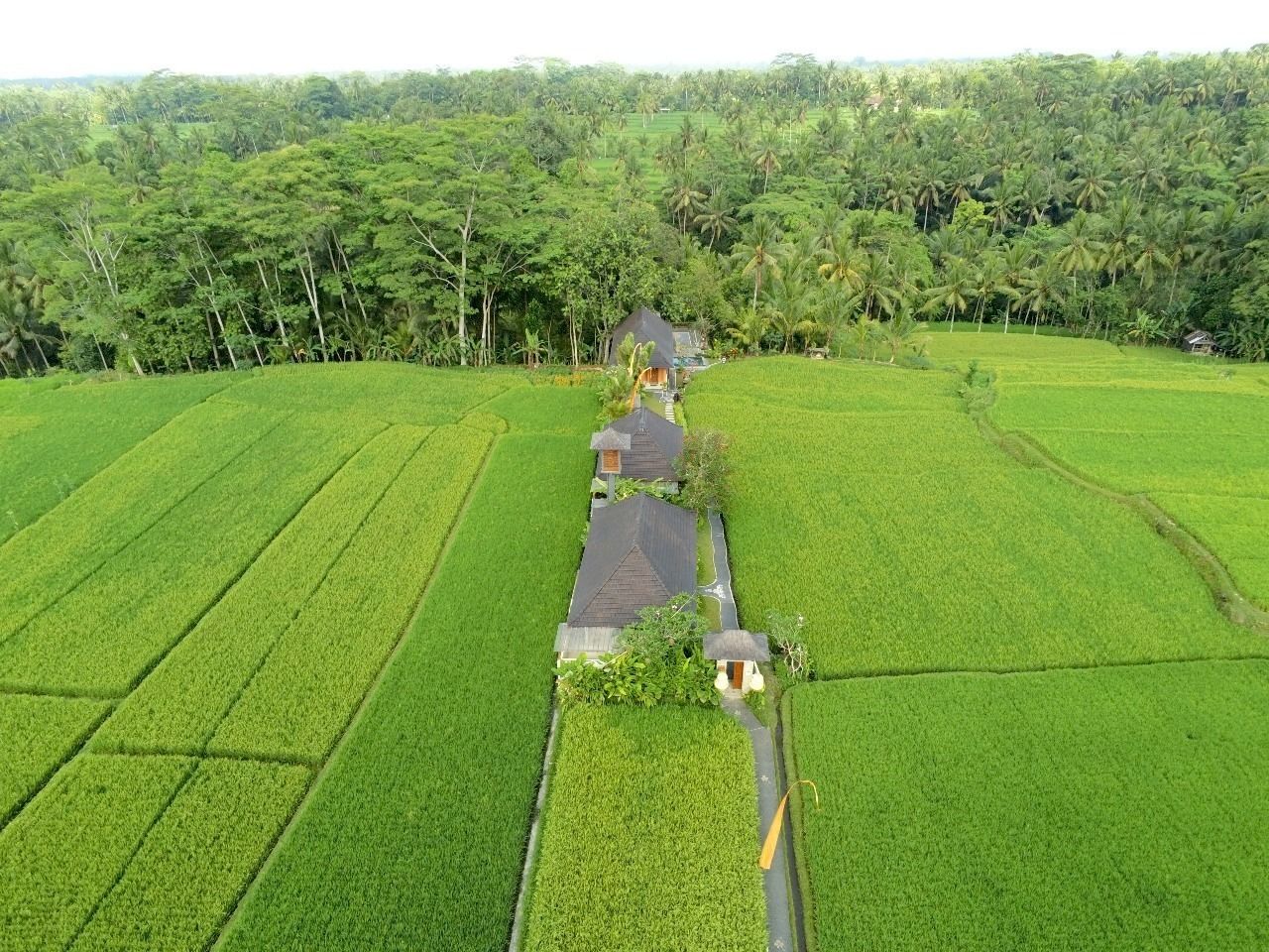 Un paysage rural avec une rangée de maisons le long d’un sentier étroit, entouré de champs verdoyants et d’une végétation tropicale luxuriante.