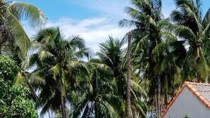 A beach view with palm trees and a building with a tiled roof. - MiNhon Hotel Mui Ne (Mui Ne)