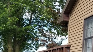 A wooden deck with steps leading to a house, surrounded by a garden with various flowers and a tree. -  COUNTRY HOME WITH LLAMAS JUST OUTSIDE THE WINDOWS! (Bluffs)