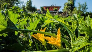 Ein Garten mit verschiedenen Pflanzen und einem roten Gebäude im Hintergrund.