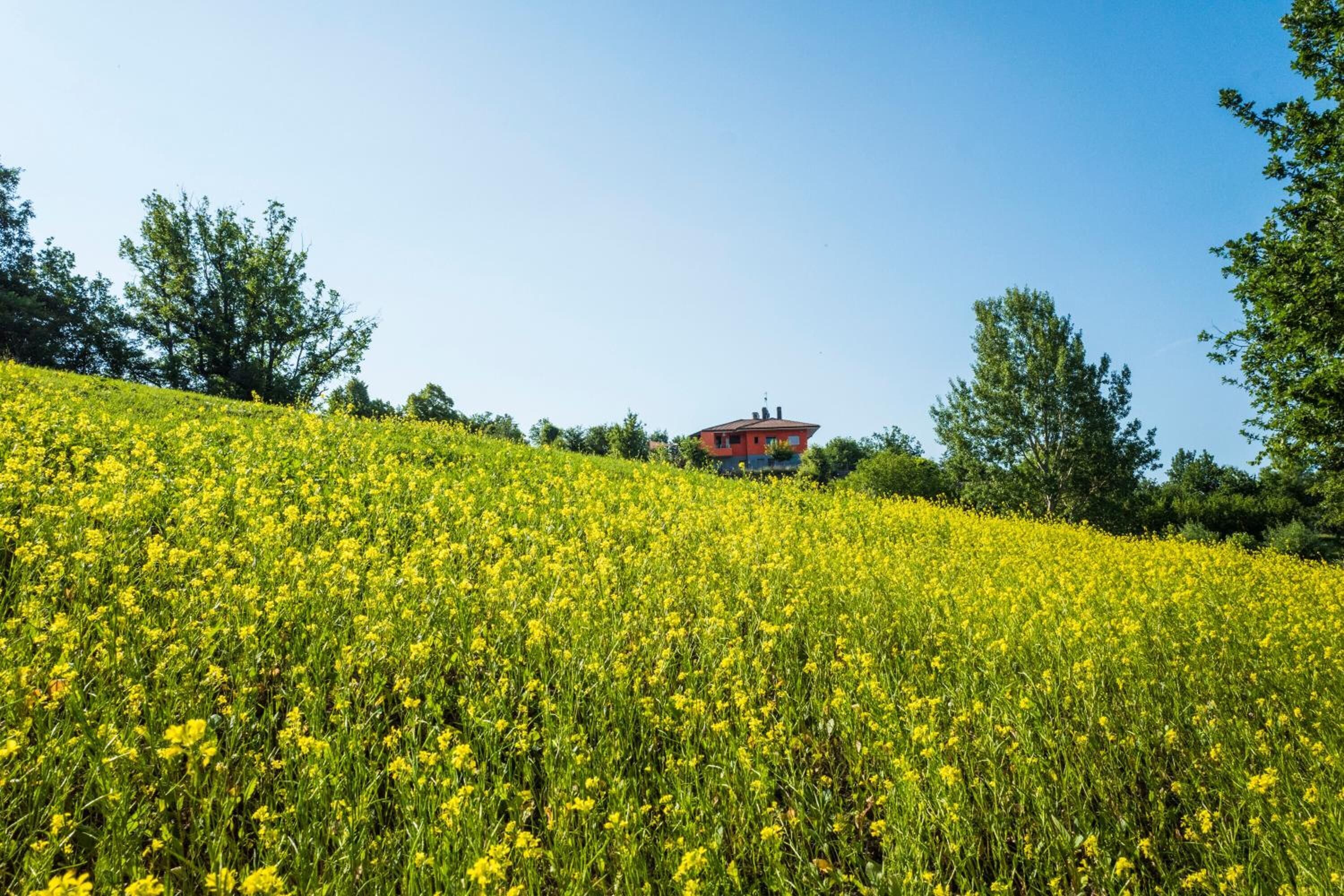 A field of yellow flowers with a red building in the background.
