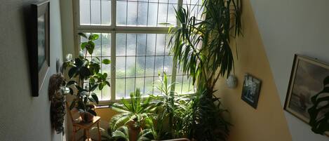 A staircase with a railing, a large window with frosted glass, and various potted plants.
